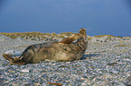 grey seal