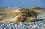 grey seal