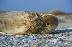 grey seal