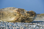 grey seal