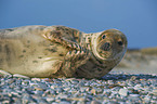 grey seal