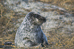 grey seal