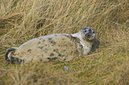 grey seal