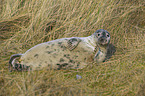 grey seal