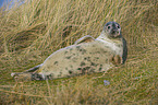 grey seal