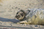 grey seal