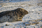 grey seal