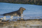 grey seal