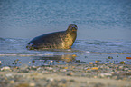 grey seal