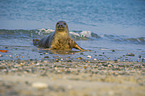 grey seal