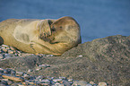 grey seal