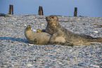 grey seals