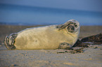 grey seal