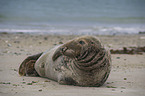 grey seal