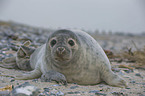 grey seal