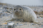 grey seal