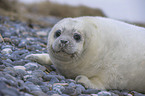 grey seal