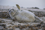 grey seal