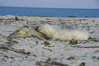 grey seals