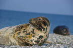 grey seal