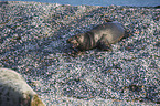 grey seal