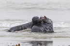 grey seals