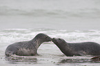 grey seals