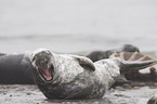 grey seal