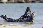 grey seals