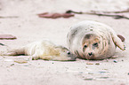 grey seals