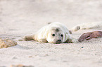 young grey seal