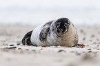 grey seal