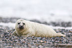 young grey seal