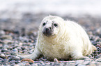 young grey seal