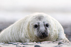 young grey seal