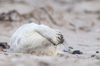 young grey seal