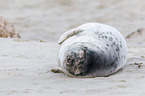 grey seal