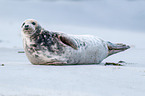 grey seal