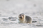 grey seal