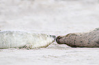 grey seals