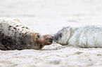 grey seals