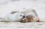 grey seals