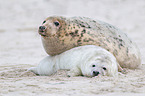 grey seals