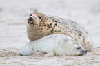 grey seals