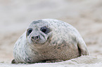 grey seal