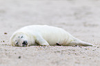 young grey seal