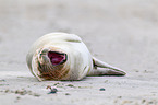 grey seal