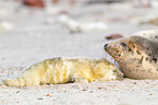 grey seals