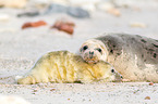 grey seals