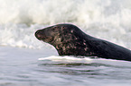 grey seal